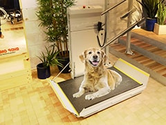 犬用階段昇降機